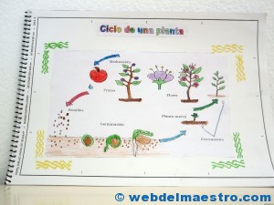 Ciclo de vida de una planta