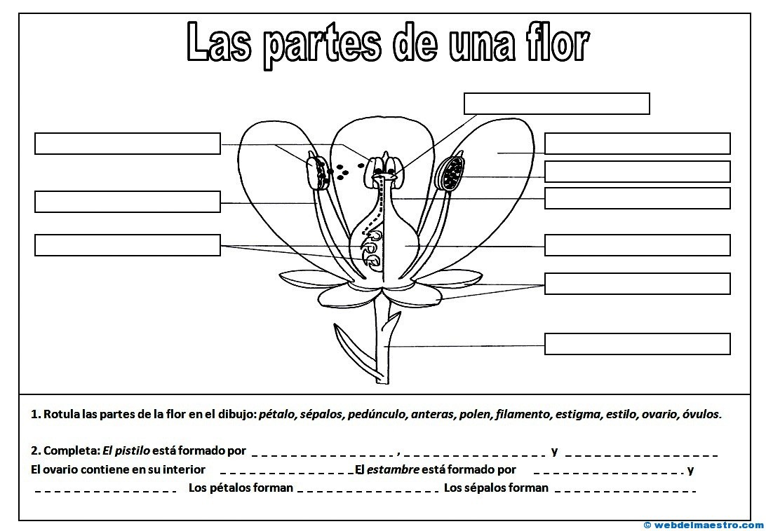 Partes de una flor