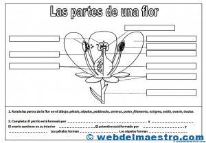 Partes de una flor-1