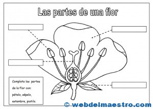 Partes de una flor-2