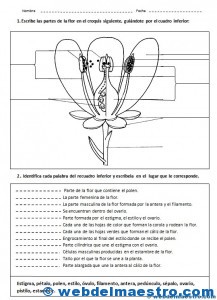 Partes de una flor-3