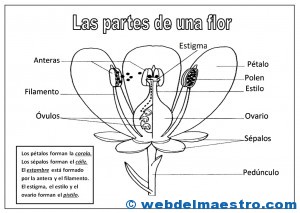 Partes de una flor