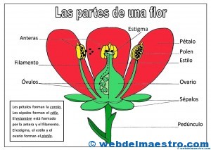 Partes de una flor-color