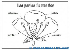 Partes de una flor para colorear