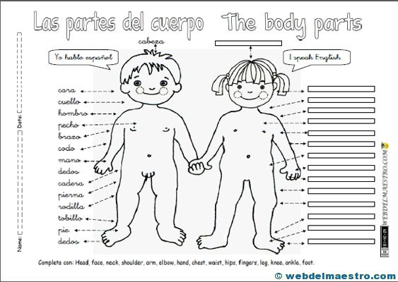 Partes del cuerpo en inglés