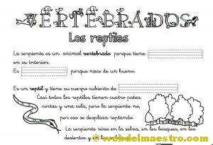 Animales-vertebrados Animales vertebrados