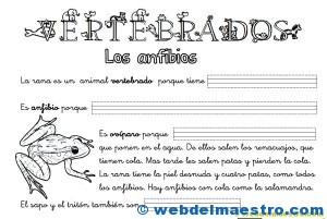 Animales-vertebrados Animales vertebrados