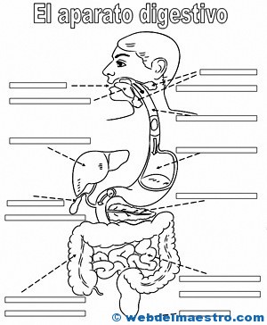 Aparato digestivo para niños
