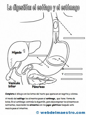 Aparato digestivo para niños