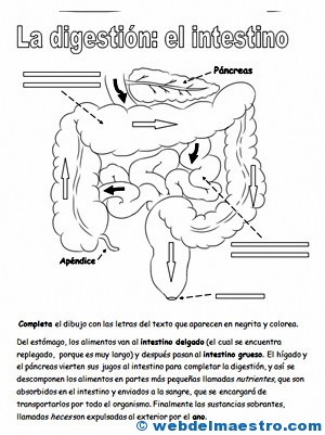 Aparato-digestivo-para-niños