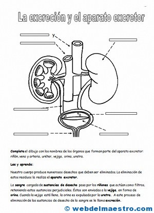 Aparato excretor primaria