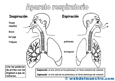Aparato respiratorio para niños