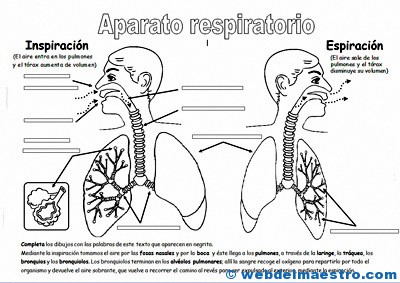 Aparato respiratorio primaria