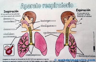Aparato respiratorio primaria-2