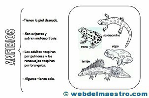 Animales vertebrados anfibios