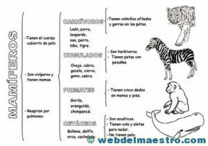 Animales vertebrados mamíferos