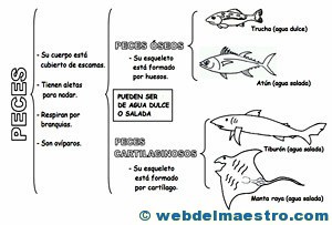 Animales Vertebrados (II)
