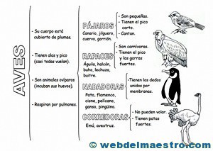 Animales-vetebrados- aves