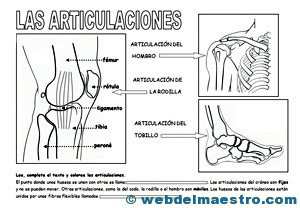 Sistema locomotor articulaiones