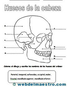 Sistema locomotor cabeza