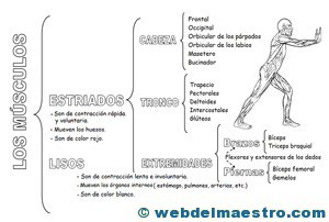 Sistema locomotor clasificación-2