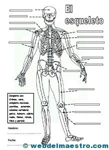 Sistema locomotor esqueleto