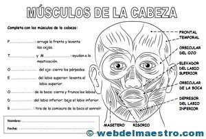 Sistema locomotor músculos de la cabeza