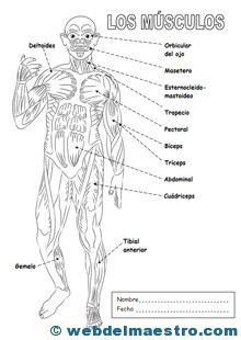 Sistema locomotor musculatura