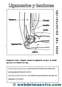 Sistema locomotor tendones