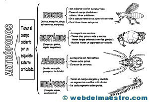Animales invertebrados artrópodos