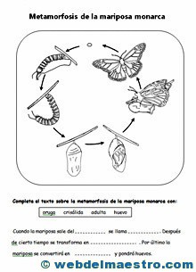 Animales invertebrados Metamorfosis