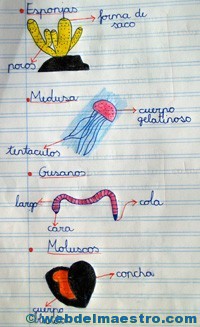 Animales invertebrados trabajos de alumnos