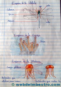 Animales invertebrados trabajos de alumnos