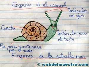 Animales invertebrados trabajos de alumnos