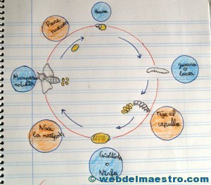 Animales invertebrados trabajos de alumnos