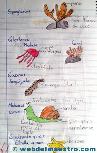 Animales invertebrados trabajos de alumnos