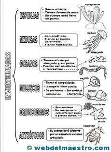 Animales invertebrados clasificación 2