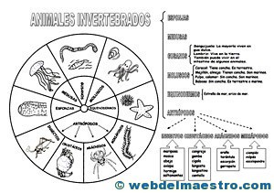 Animales invertebrados clasificación-4