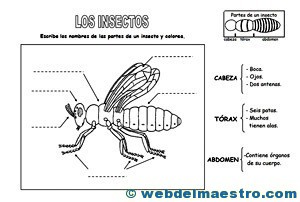 Animales invertebrados partes de un insecto