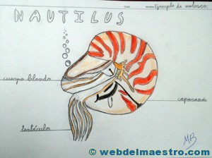 Animales invertebrados trabajos de alumnos