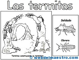 Curiosidades de animales Curiosidades de animales