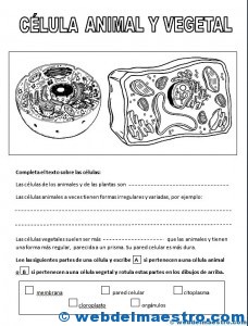 La célula animal y vegetal