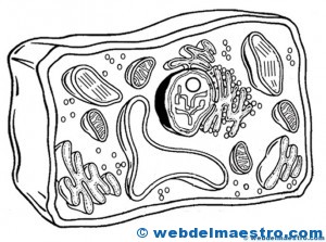 dibujos de la célula para colorear-célula vegetal
