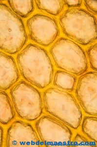 las primeras células-trozo de corcho