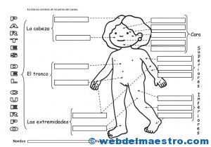 El cuerpo humano- Actividades