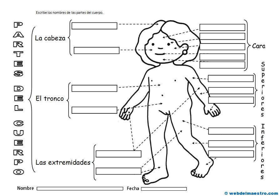 El cuerpo humano para niños