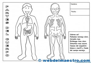 Partes del cuerpo humano-2