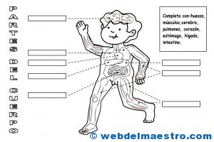 Partes del cuerpo humano-3