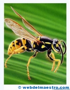 Avispa