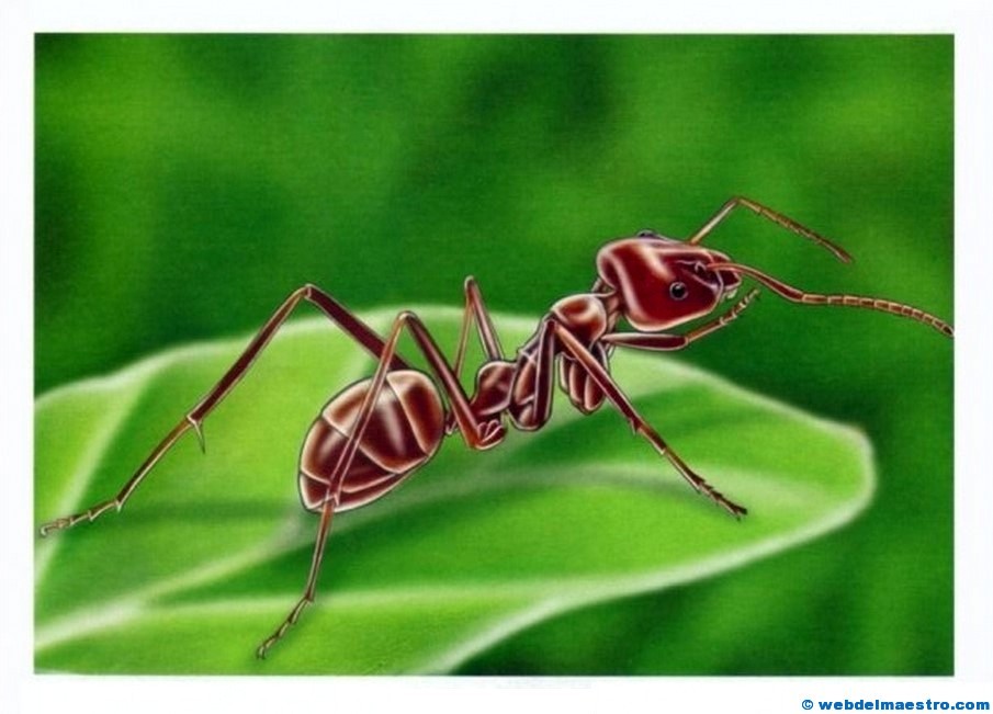 Dibujos de insectos